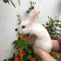 خرگوش