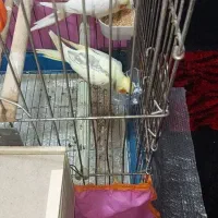 عروس هلندی مولد
