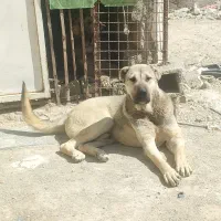 سگ سرابی