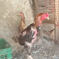 مرغ خروس اوشامو دنگ بالا