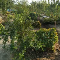 باغچه-1000-متری-لنگرود-قم-رو-ب-روی-فدک