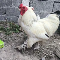 مرغ و خروس برهما