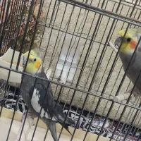 عروس هلندی