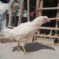۶عدد جوجه لاری اصیل