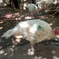 بوقلمون