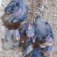 طوطی هروس هلندی