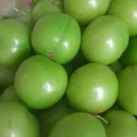 الوچه درشت ابدار تازه