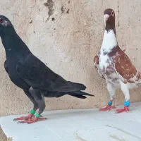 گلی ابلغ سرخ بزک کبوتر