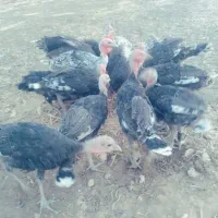 ۱۴عددبوقلمون دونه ای ۳میلیون ۵۰۰
