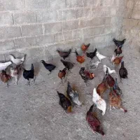 جوجه