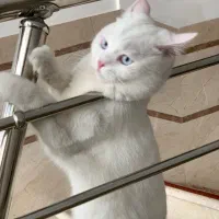 گربه دو رگه