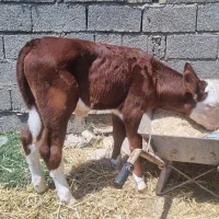 گوساله سیمینتال