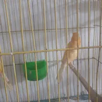 پرنده
