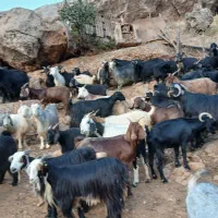فروش بز و تی بز چاق
