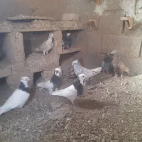 کبوتر|پرنده|ارسنجان, |دیوار