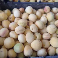 زردالو مخصوص بال کردن