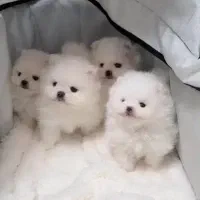 پت مارکت در خدمت دوستان عزیز و گرامی