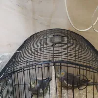 دو عدد عروس هلندی