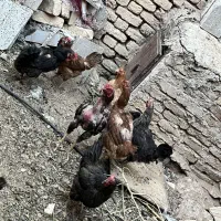 مرغ و خروس لری و بلک استار