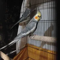 یک جفت عروس هلندی نرو ماده