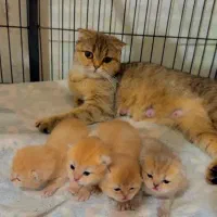 فروش توله گربه اسکاتیش بریتیش گلد نر و ماده