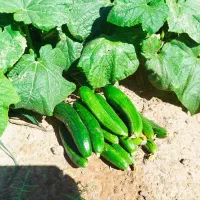 خیار تازه و محلی