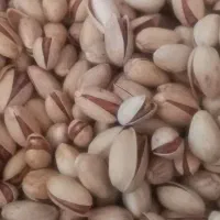 پسته مه ولات