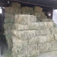 یونجه فروش خشک ودرجه یک