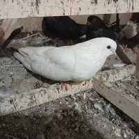سفید ماده..
