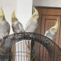 چهار عدد جوجه عروس هلندی سه ماهه