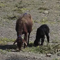 میش وبره