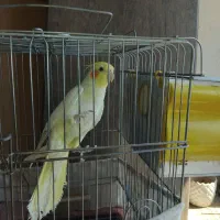 عروس هلندی