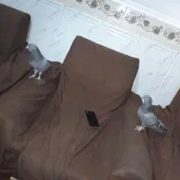سبز بازیکن