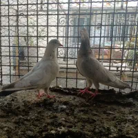 کفتر یک جفت نر و ماده. جوان نا جلد نژاد خوب