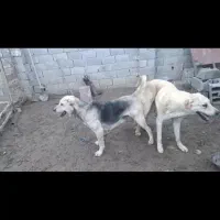 سگ پژدر