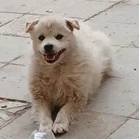 سگ نر ، نژاد اشپیتز گوش افتاده