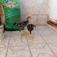 جوجه لاری
