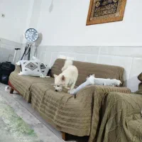 پامر|سگ|بندرعباس, |دیوار