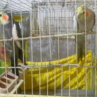 تعدادی طوطی عروس نرو ماده به فروش میرسد