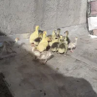 جوجه قوغازو بوقلمون