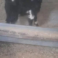بز نر