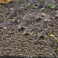 کوریدوراس استربای و اسپیدوراس c125