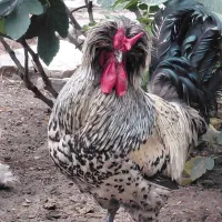 تعویض خروس با مرغ