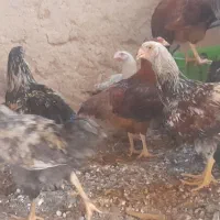 جوجه محلی