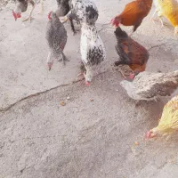 جاندار