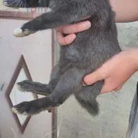 خرگوش ماده ۴ماهه