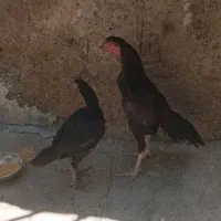 مرغ وخروس