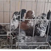 بوم کفتر