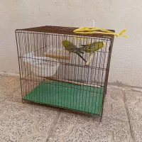 مرغ عشق انگلسیی