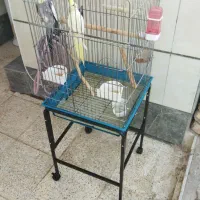 عروس هلندی نر وماده